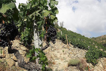 Tenuta Anfosso 2 Tenuta Anfosso 2